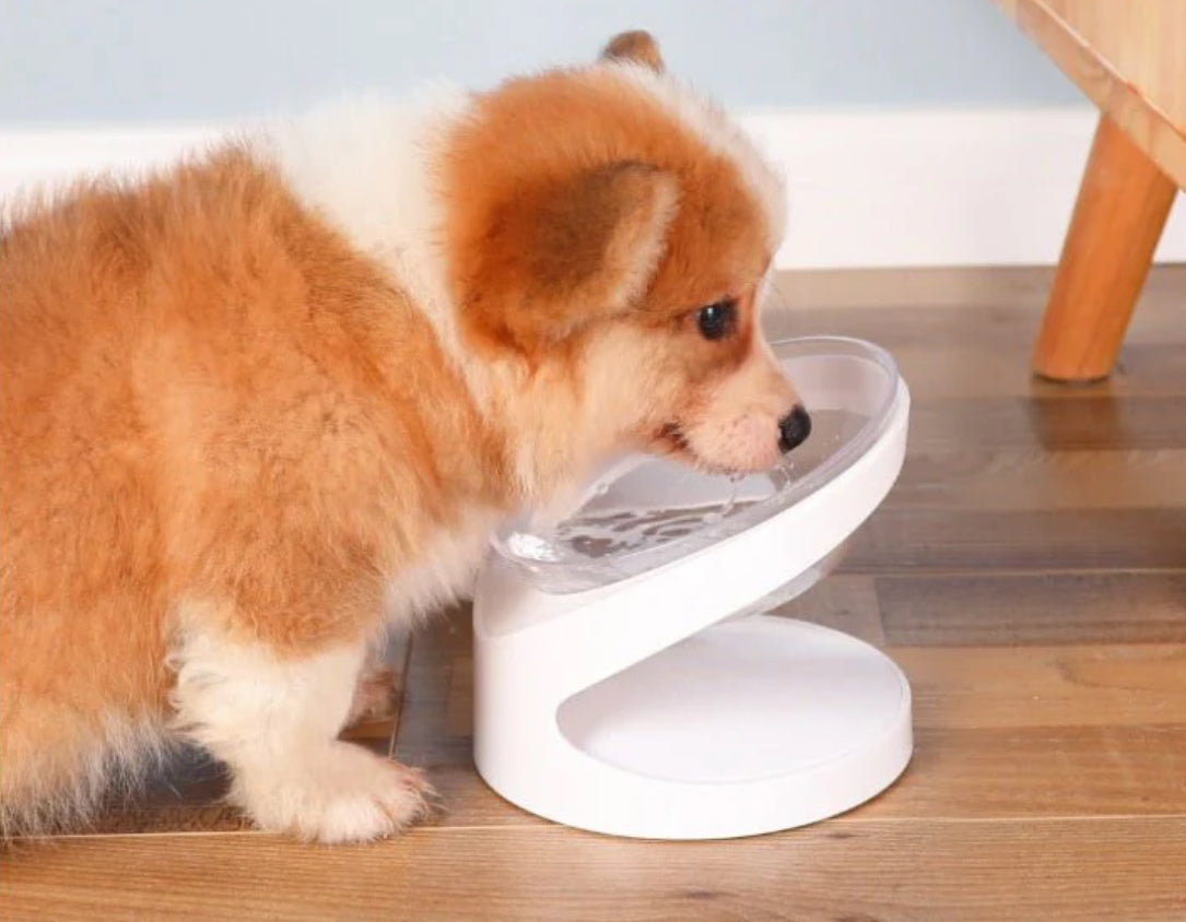 PawAlign Elevated Bowl